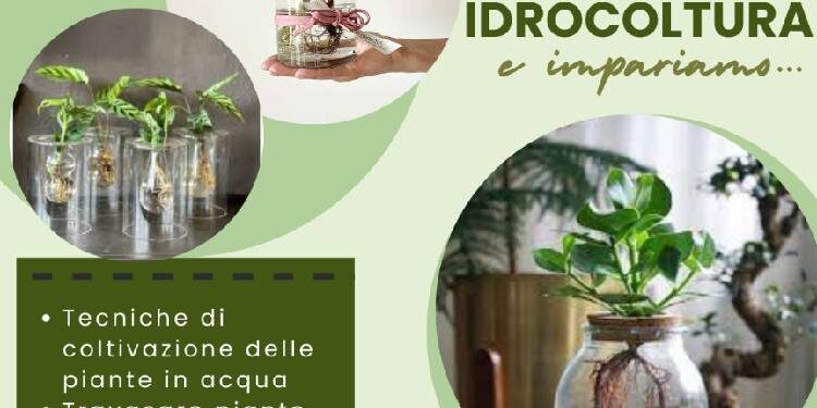 Piante in Idrocoltura - Eventi a Reggio Emilia